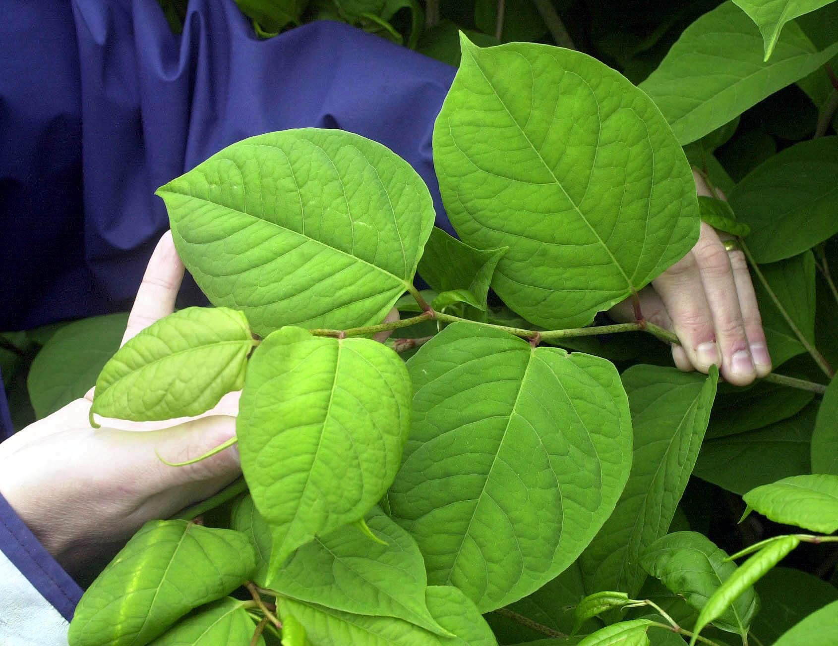 Battle to eradicate invasive species in the Garw Valley enters its fourth year