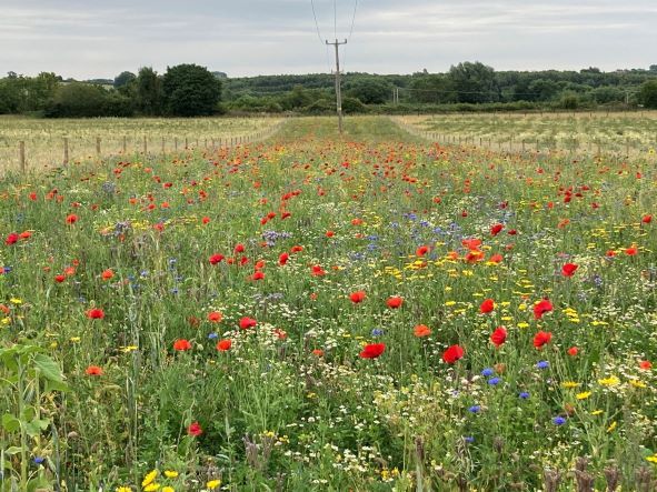 Extra funding for the National Forest to boost creation