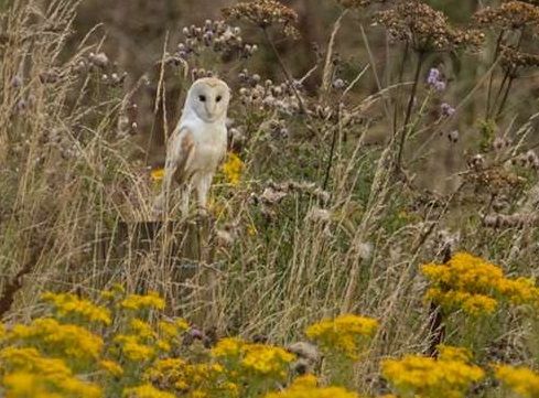 Scene By You Ormskirk - August 25: Pictures of West Lancashire captured by local photographers