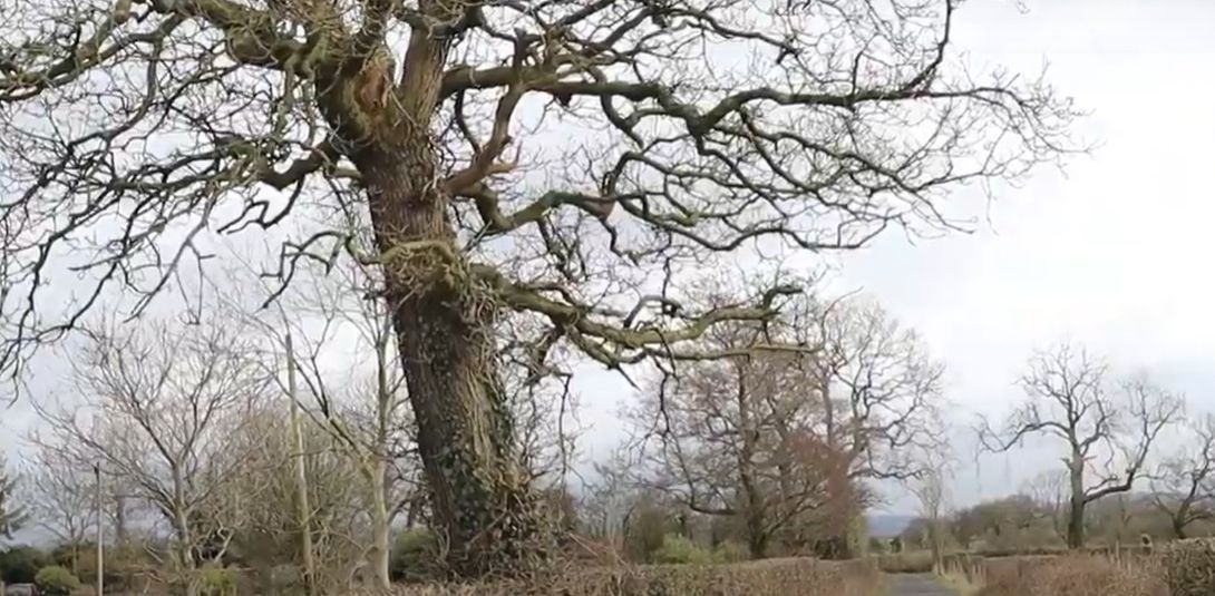 Call for Leicestershire people to help in fight against ash dieback