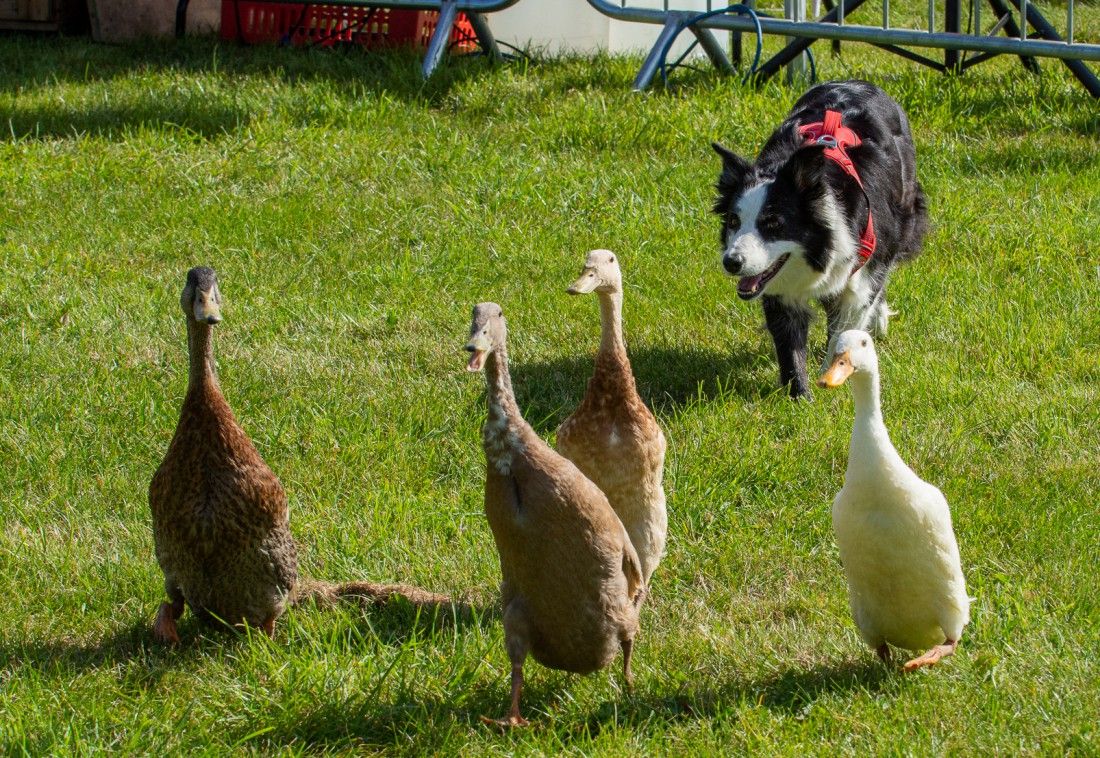 Things to do in Thanet over the August bank holiday
