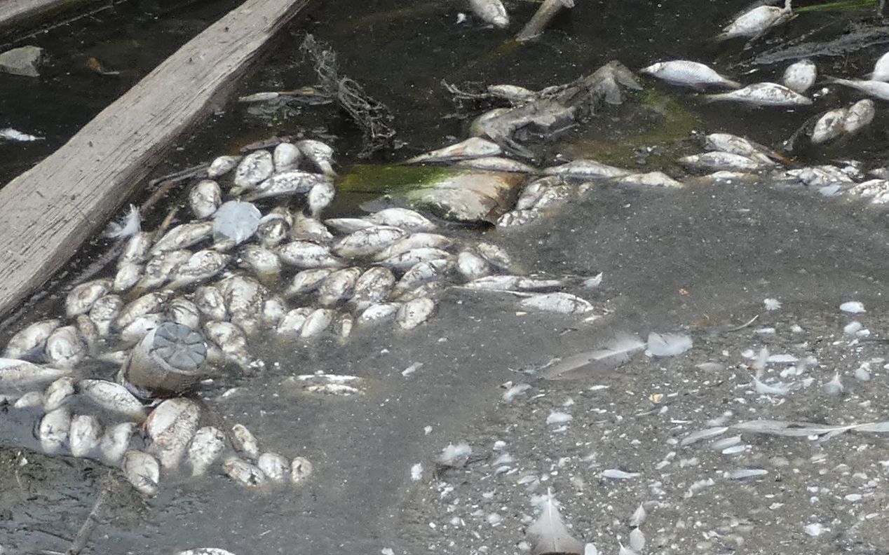 Number of fish killed by Widnes canal crisis unknown