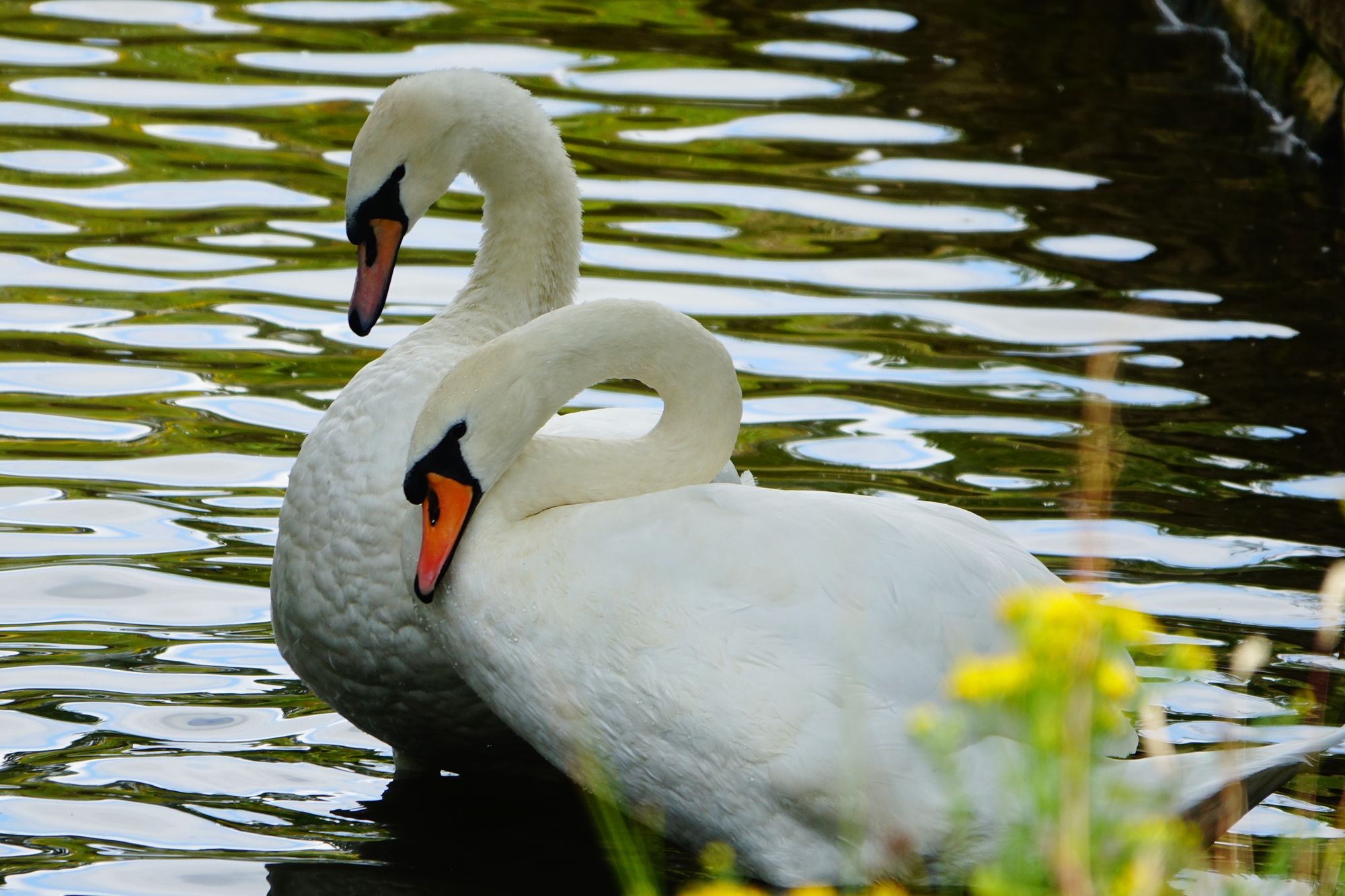 Scene By You: Pictures of Cheshire captured by local photographers