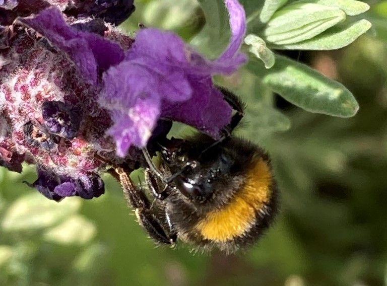 Wildlife: Finding my small space for nature