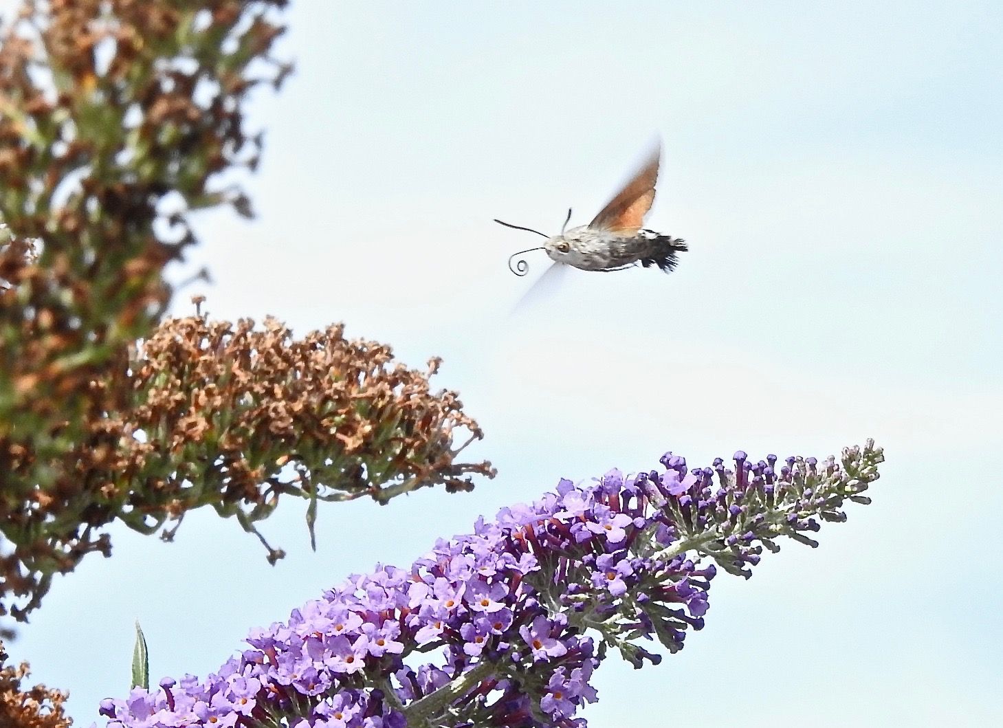 Sefton Coast column: Autumn is all around on the dune system