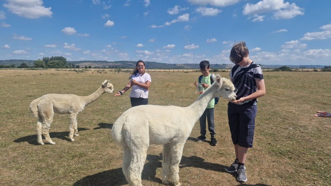 South Kent Rotarians treat young carers to alpaca experience