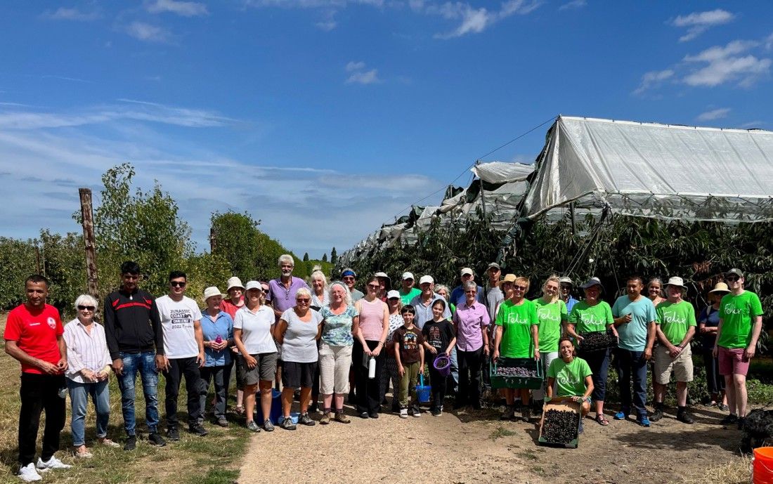 Volunteer pickers glean kilos of Kent fruit for those in need