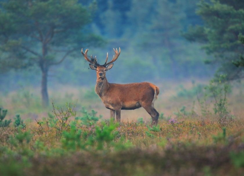 Surrey Wildlife Trust launches urgent wildfire appeal