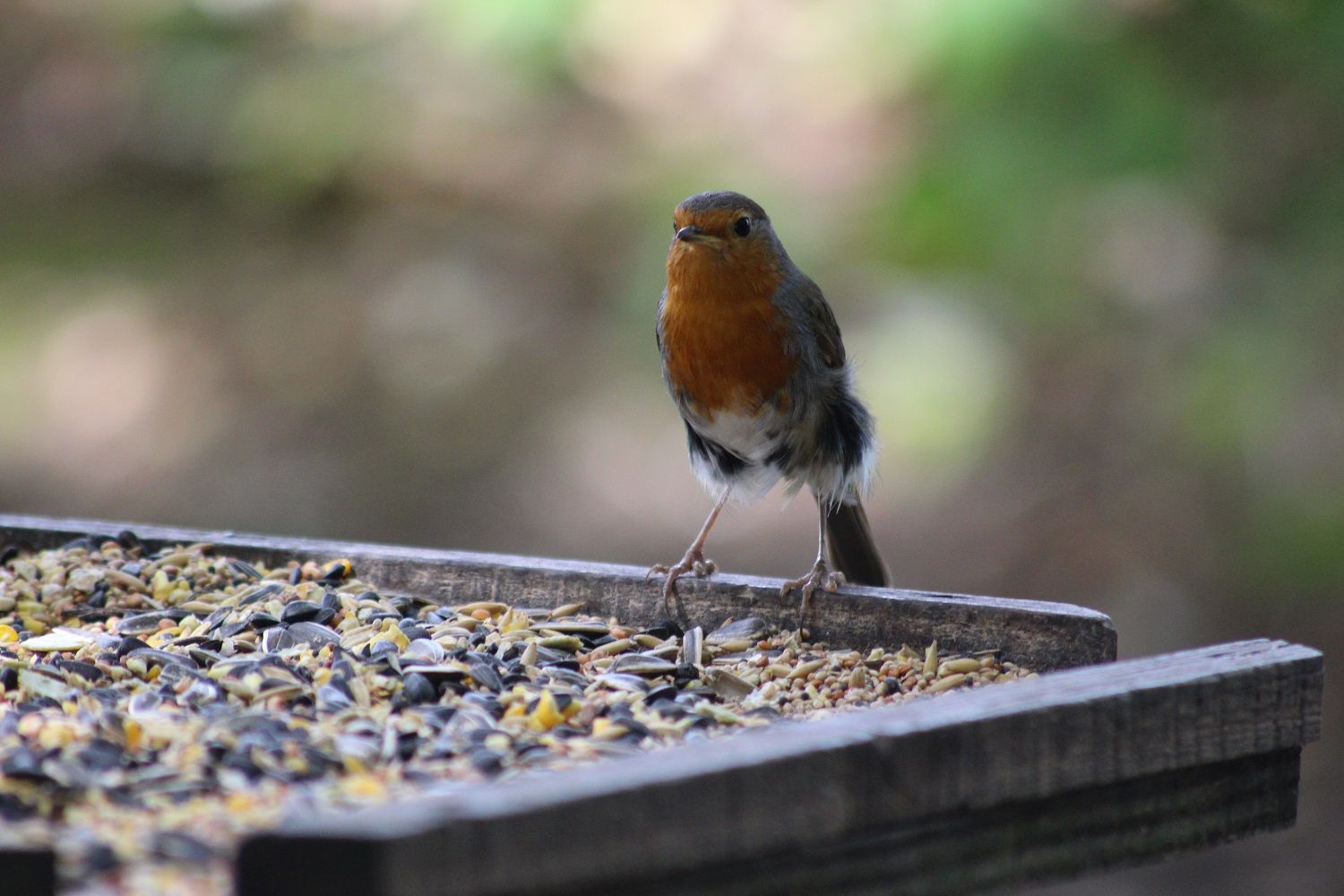 Wildlife: Don’t forget, wildlife is still in trouble