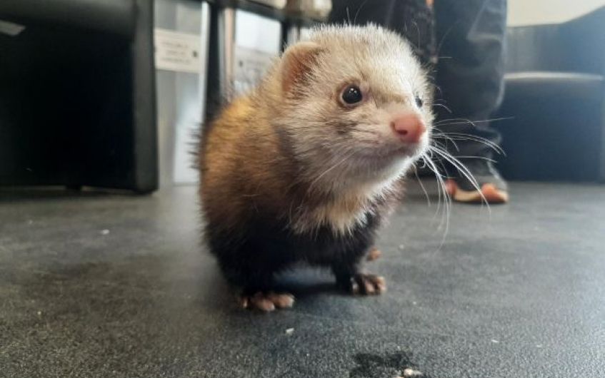 Playful ferret looking for new home in South Ayrshire