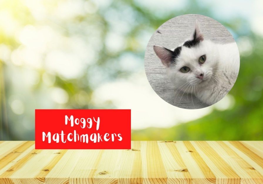 Moggy Matchmakers: do you have the right home for Kahlo?
