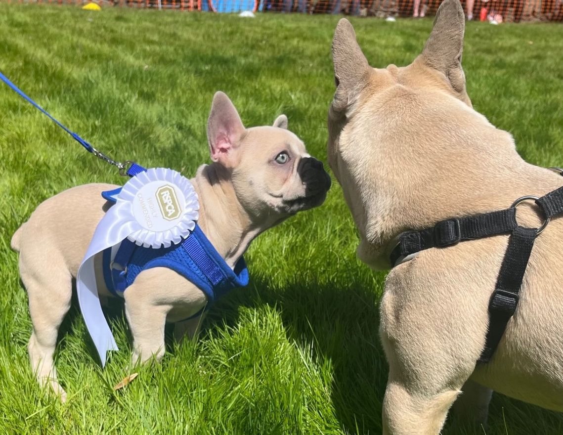 Beaumont Barks returns to Beaumont Park on Bank Holiday Monday