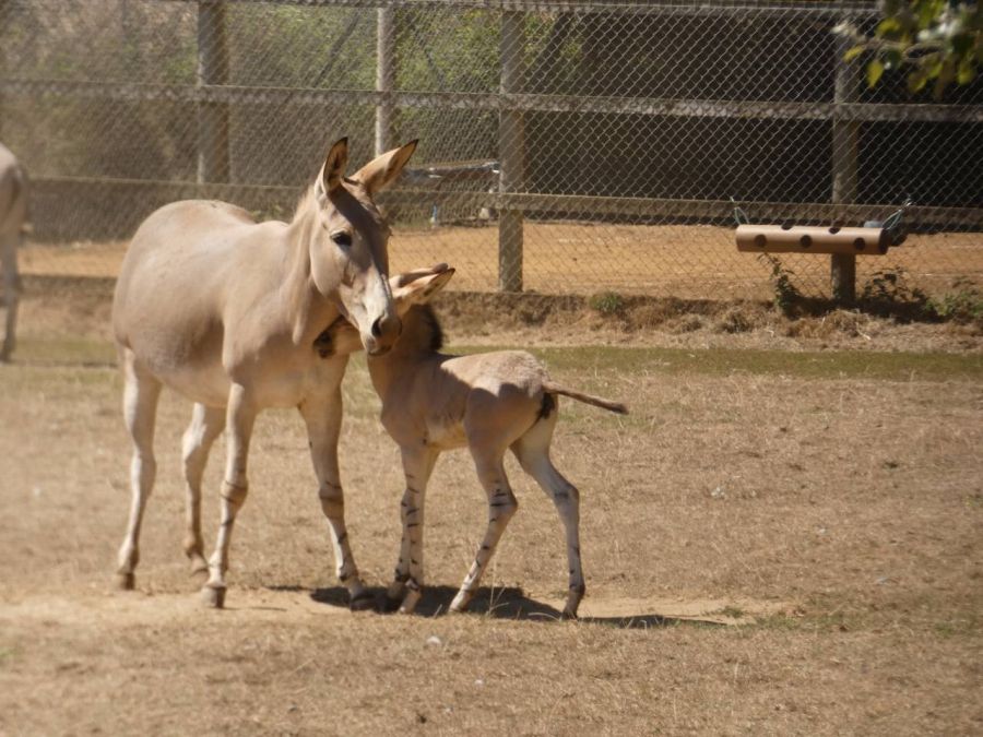 Celebrations as second critically endangered foal born at Suffolk zoological reserve