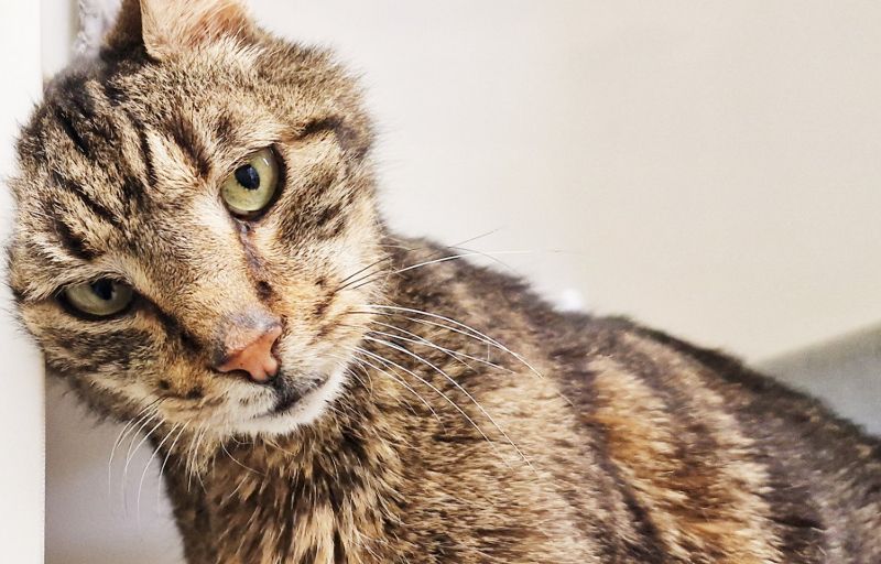 Braintree senior 'kittizen' looking for retirement pad