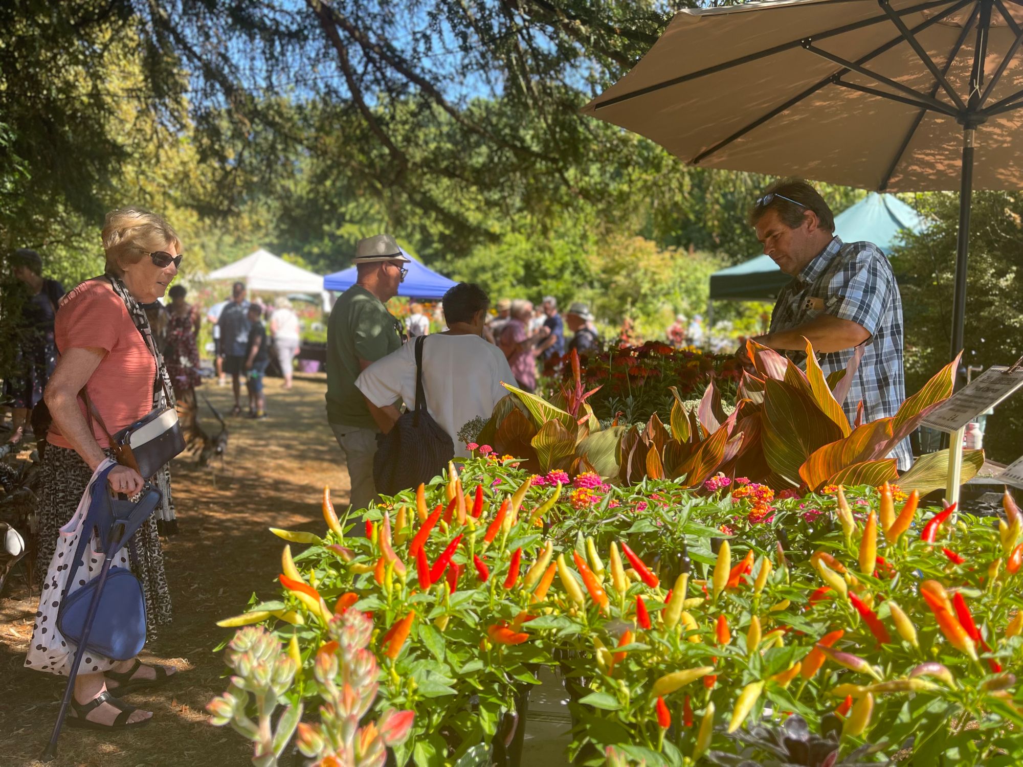 Great Comp summer show success despite extreme weather