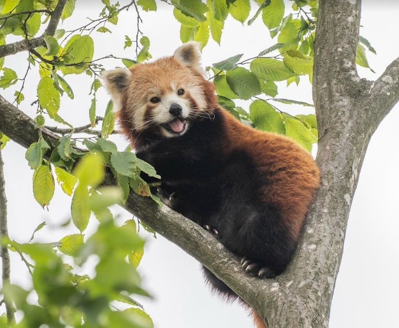 Birth of endangered red panda cub welcomed as 'symbol of hope'