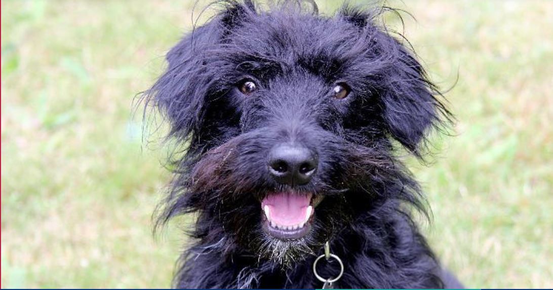 Haverhill WWII veteran to help find a home for Cody the dog