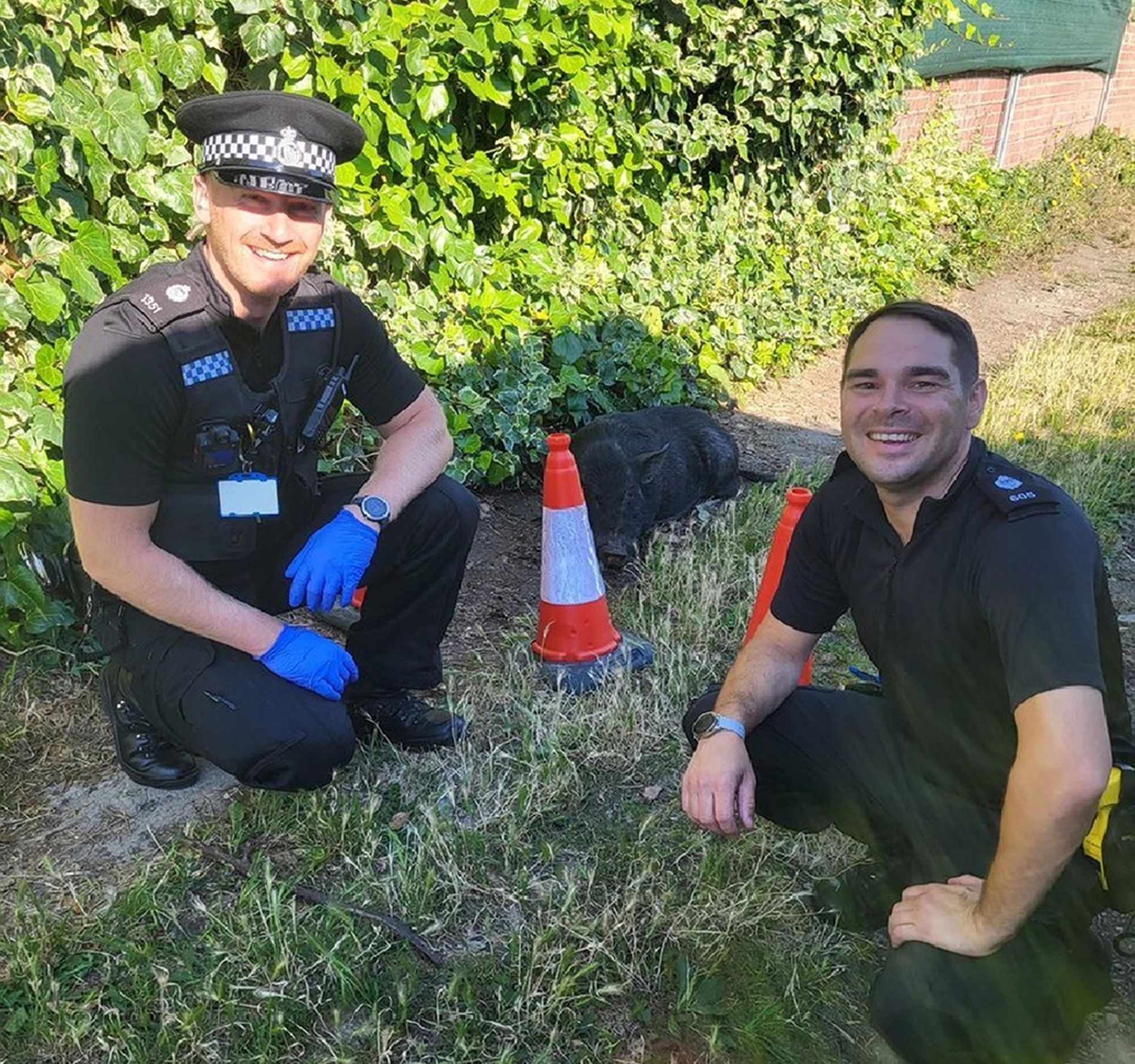 Pig apprehended after ‘munching through gardens’