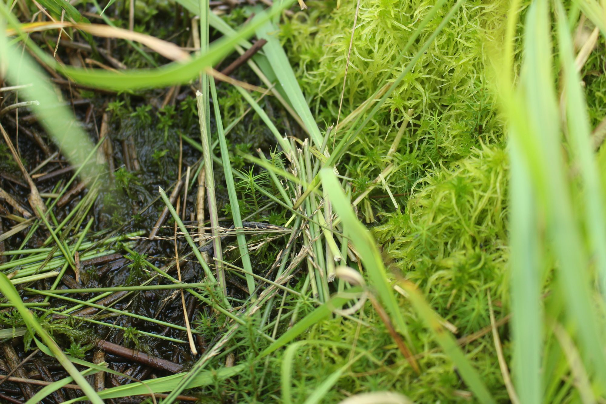 Wildlife: Could there be endangered water voles in Bolton?