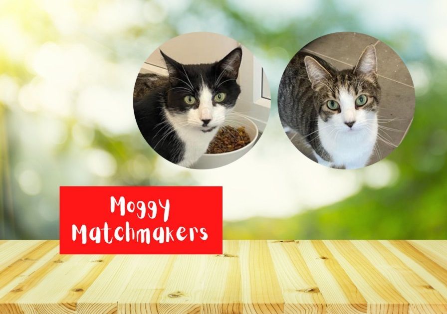 Moggy Matchmakers: do you have the right home for Charlie and Oscar?