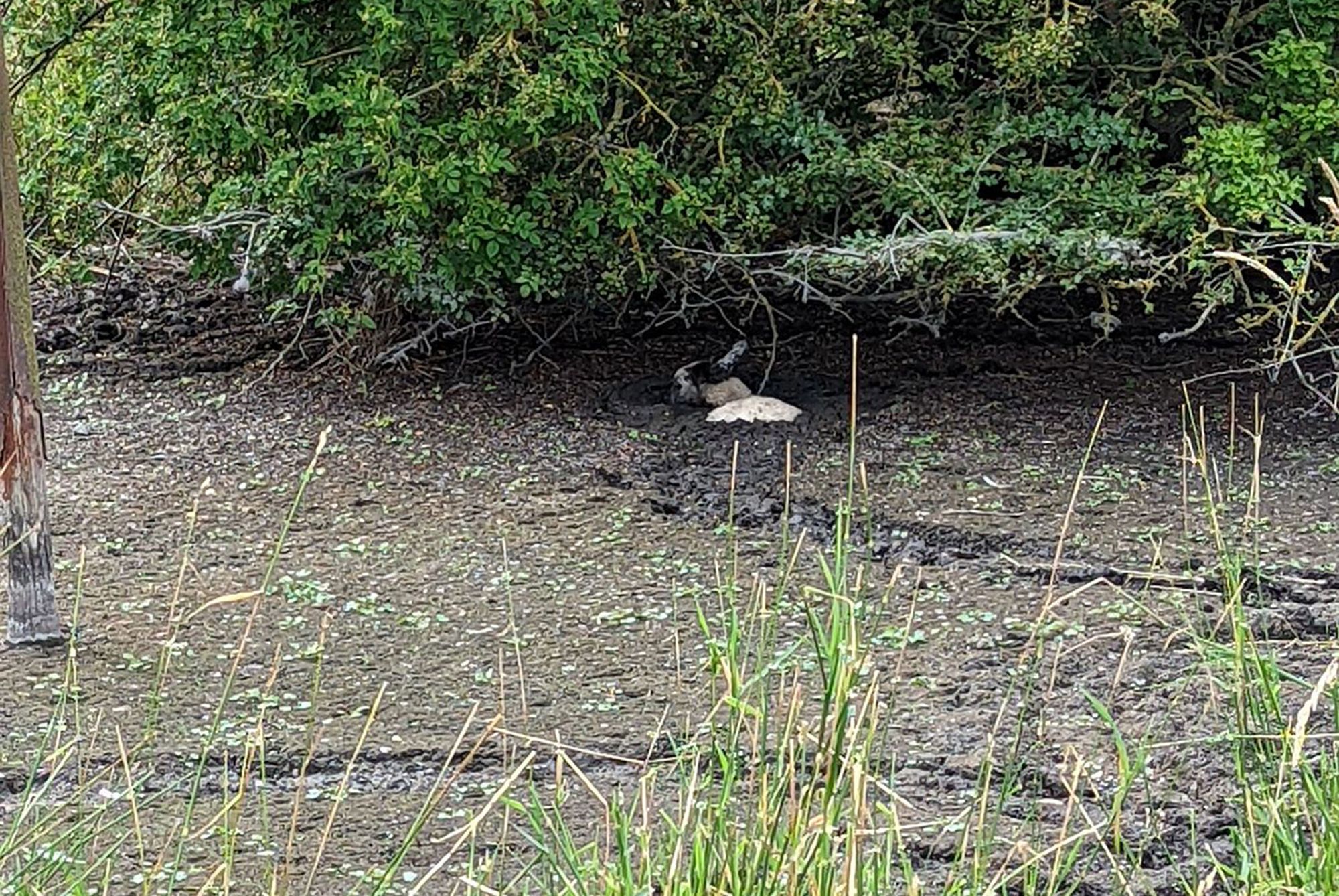 Lamb found stuck in mud rescued and returned to flock