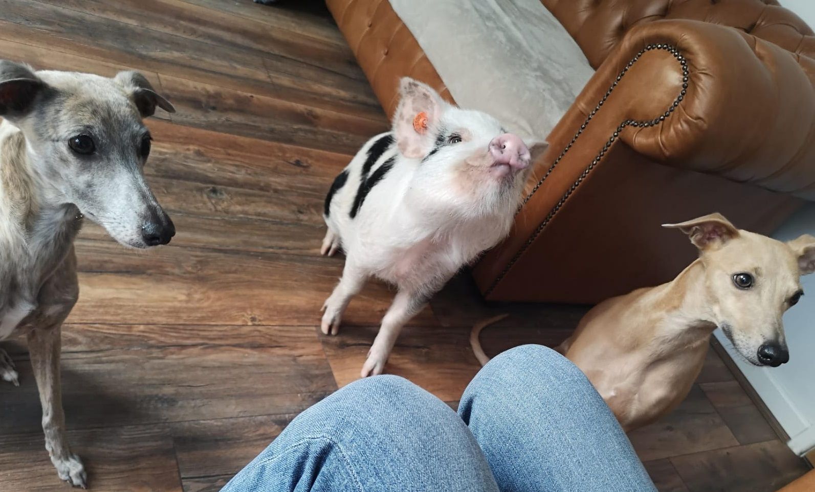 Adorable brood of piglets in Amersham ready to become loving family pets