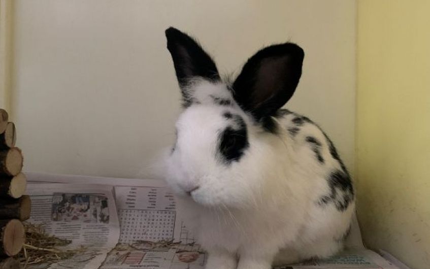 Friendly rabbit seeking new home in South Ayrshire