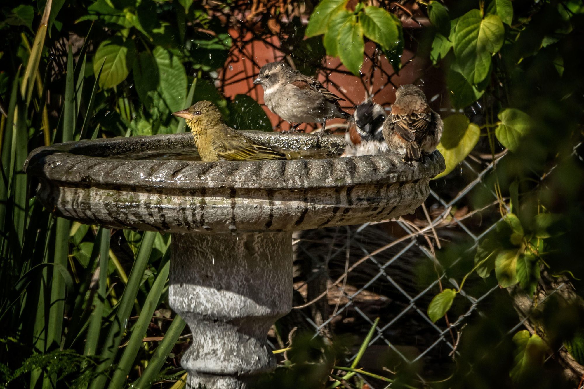 How to help smaller birds fight for their share in your garden