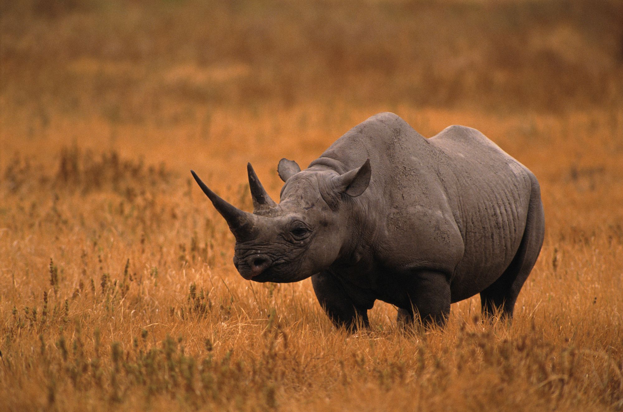 Poaching of rhinos ‘shows encouraging decline but remains an acute threat’