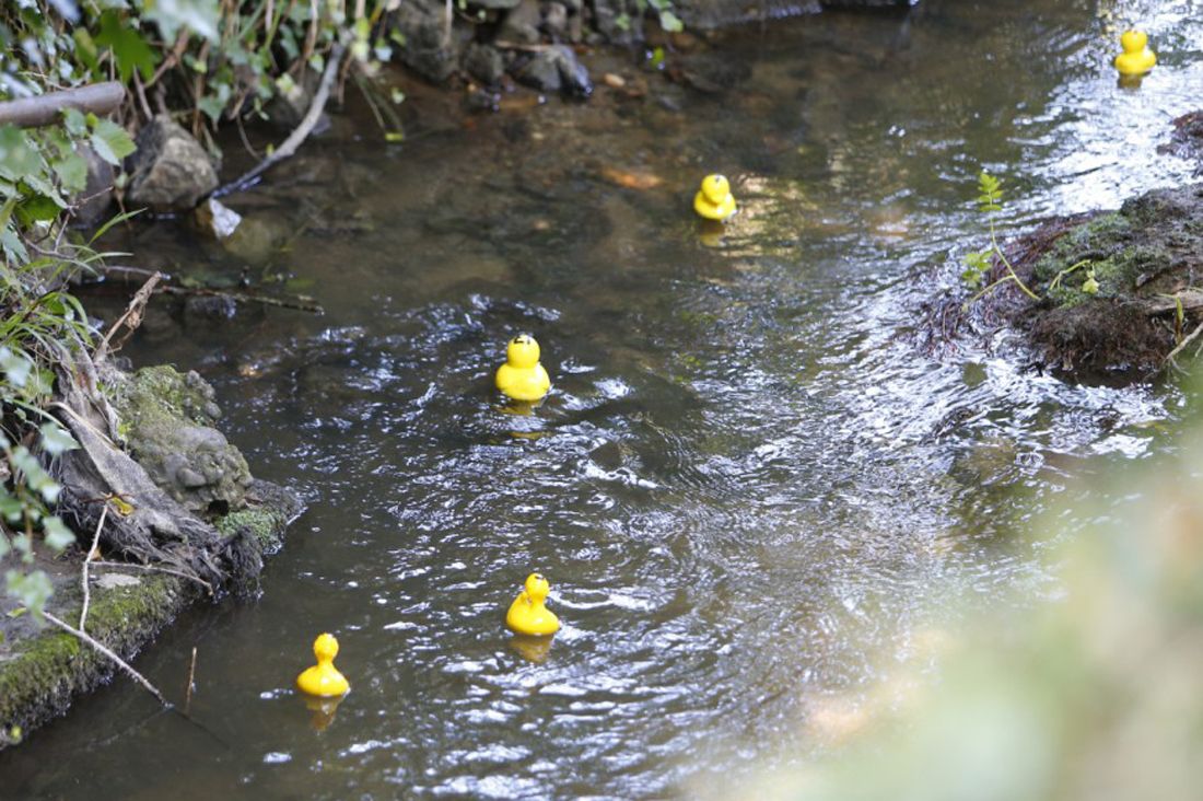 Ducks line up for Hythe bank holiday fundraiser