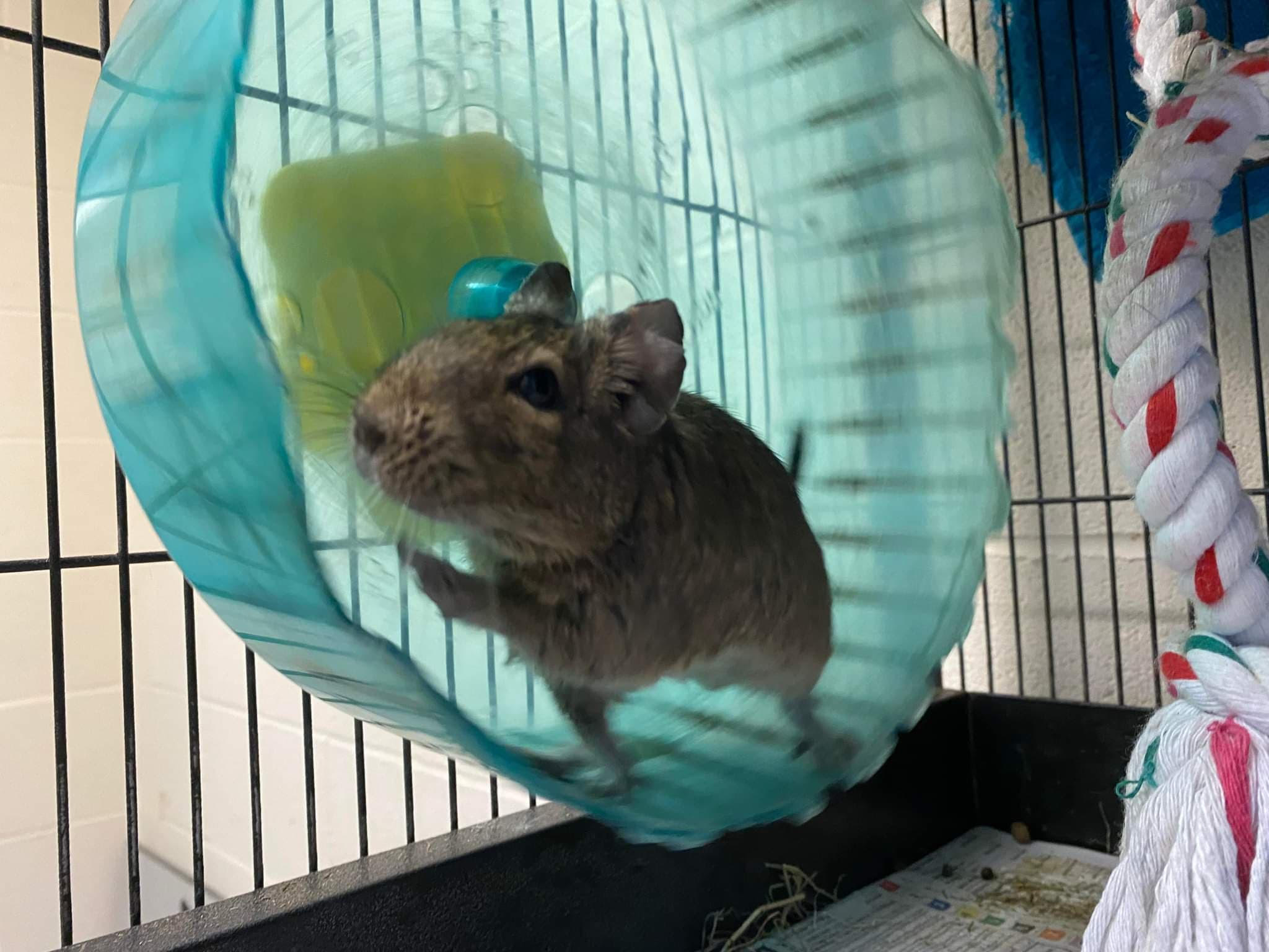 Degu looking for 'furever' home after two years at RSPCA Bryn-Y-Maen Animal Centre