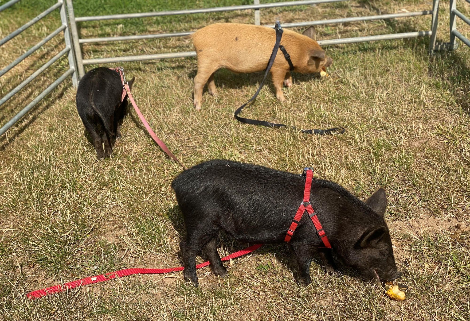 Amersham's little piggies meet little people in nursery visit