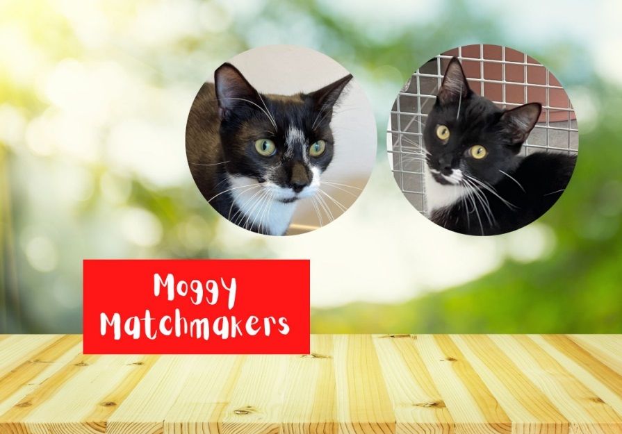 Moggy Matchmakers: do you have the right home for Rose and Thor?