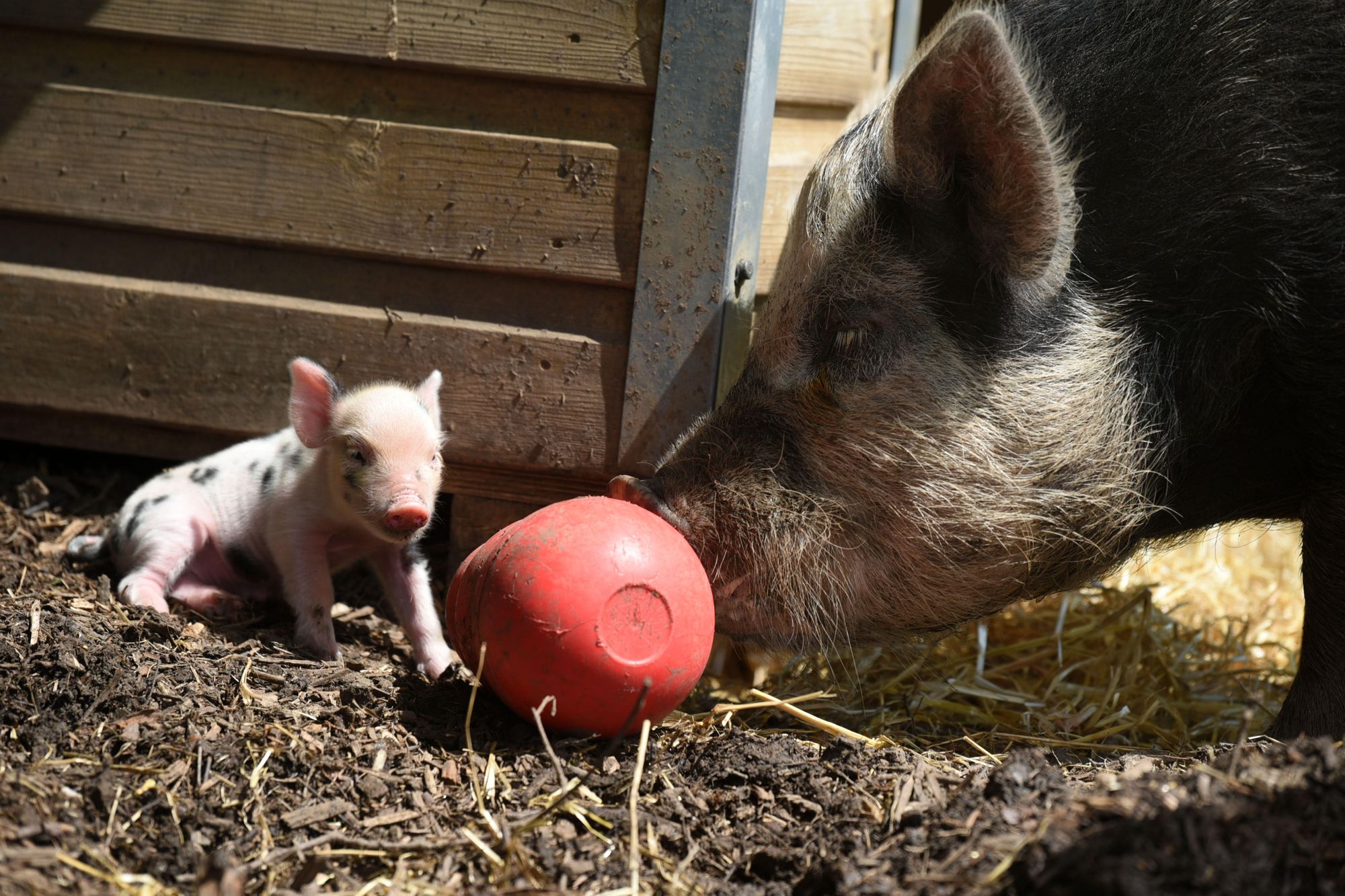 Amersham's Kew Little Pigs scoops top award