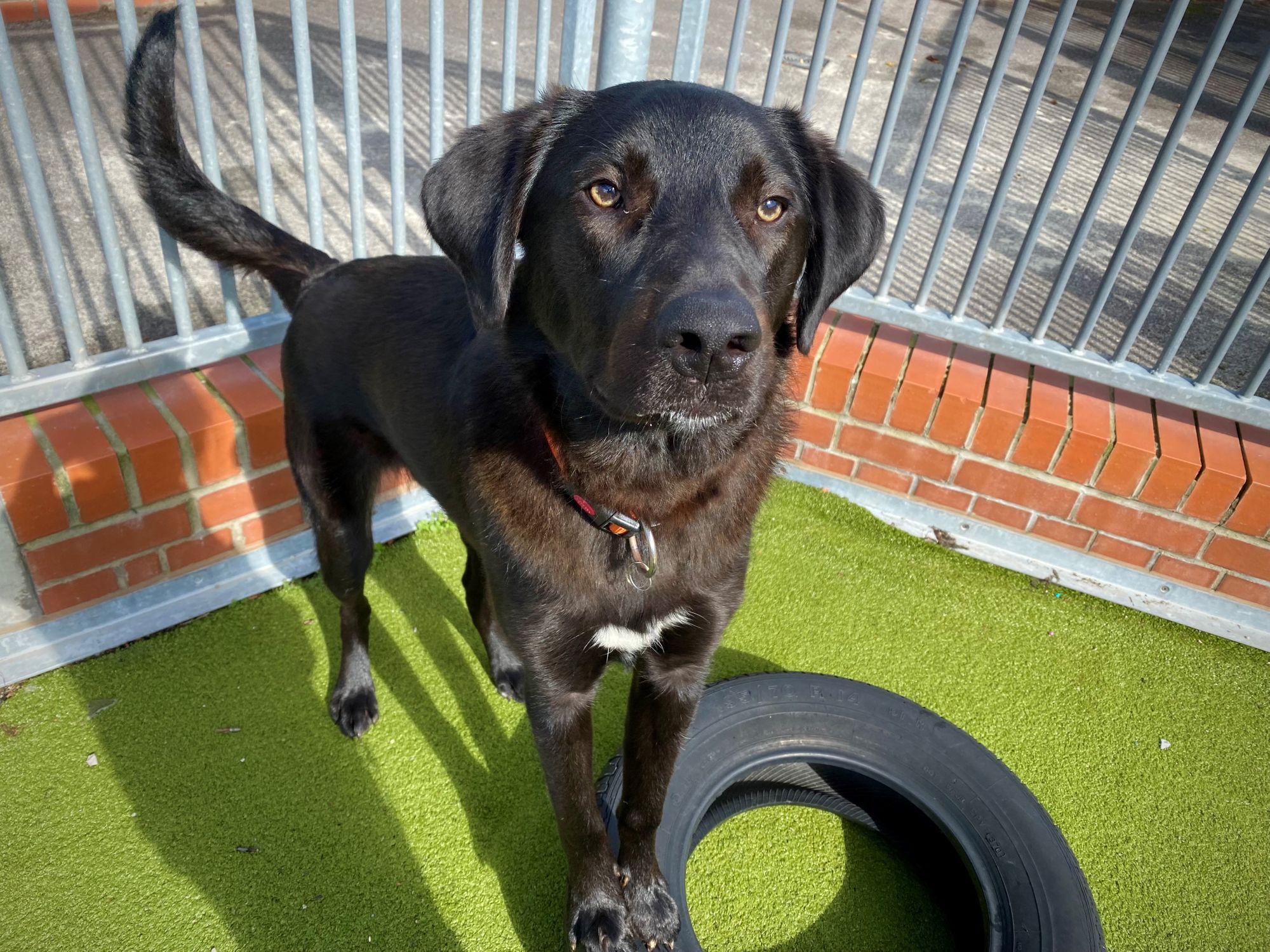 Homes needed for Ringmer's Star dogs