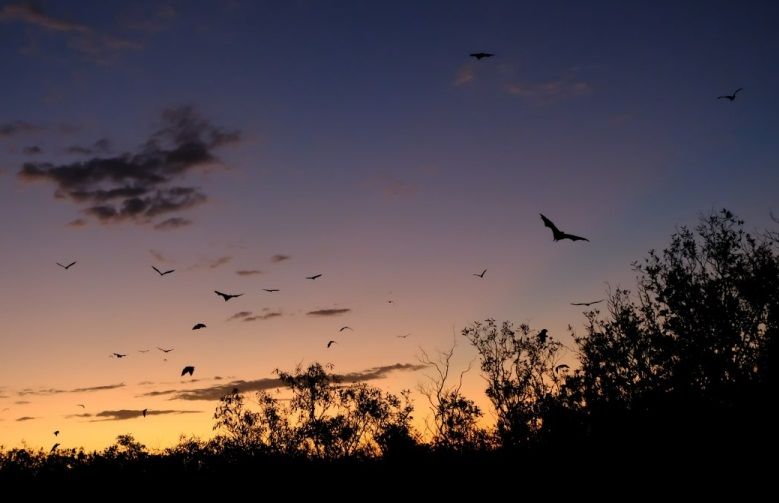 Council invites residents to bat watching event at Bicclescombe Park