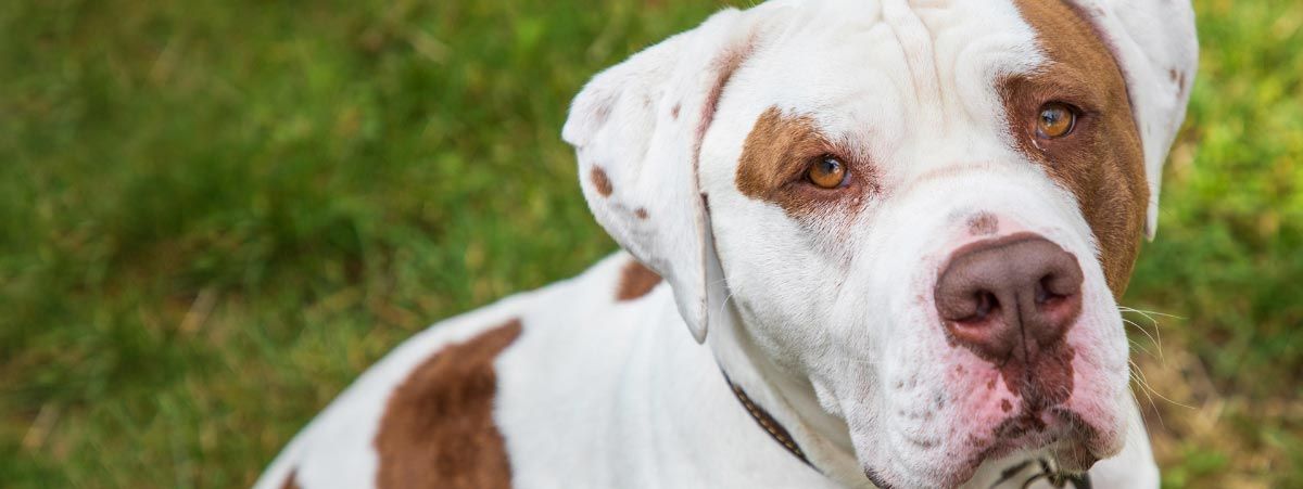 Essex RSPCA receives 50 per cent increase in reports of abandoned animals