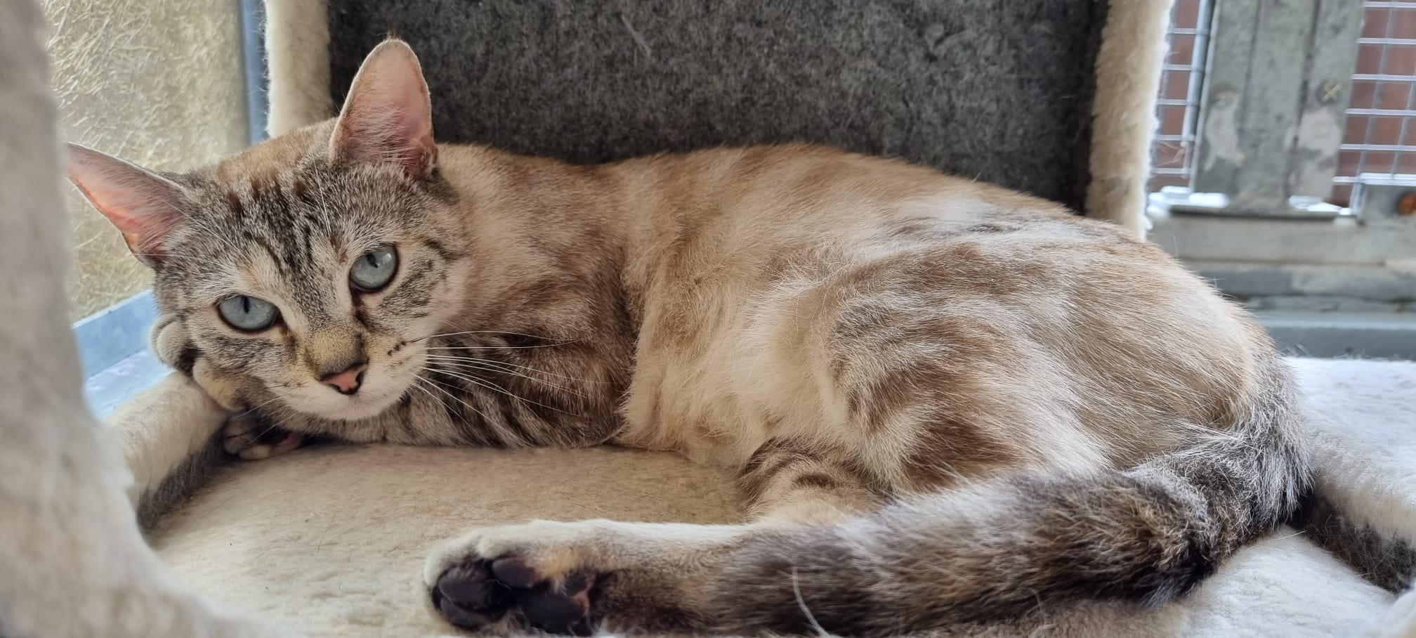 After raising her brood of seven,  Whiskers is looking for a new home