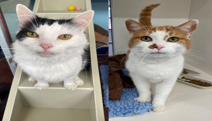 Cat adoption centre in Glasgow is looking for people who would like a new furry friend