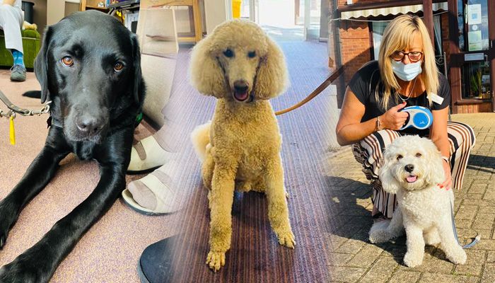 Furry friends visit Barchester’s Cubbington Mill Care Home for World Dog Day