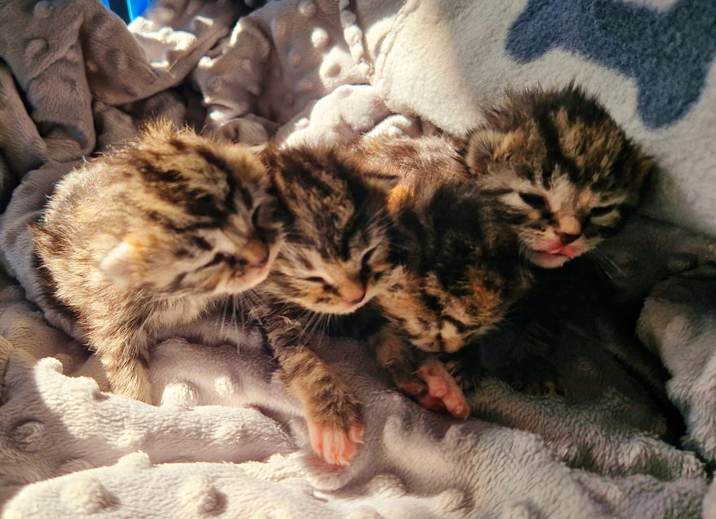 Woodlands Animal Sanctuary has 19 kittens that need a new home