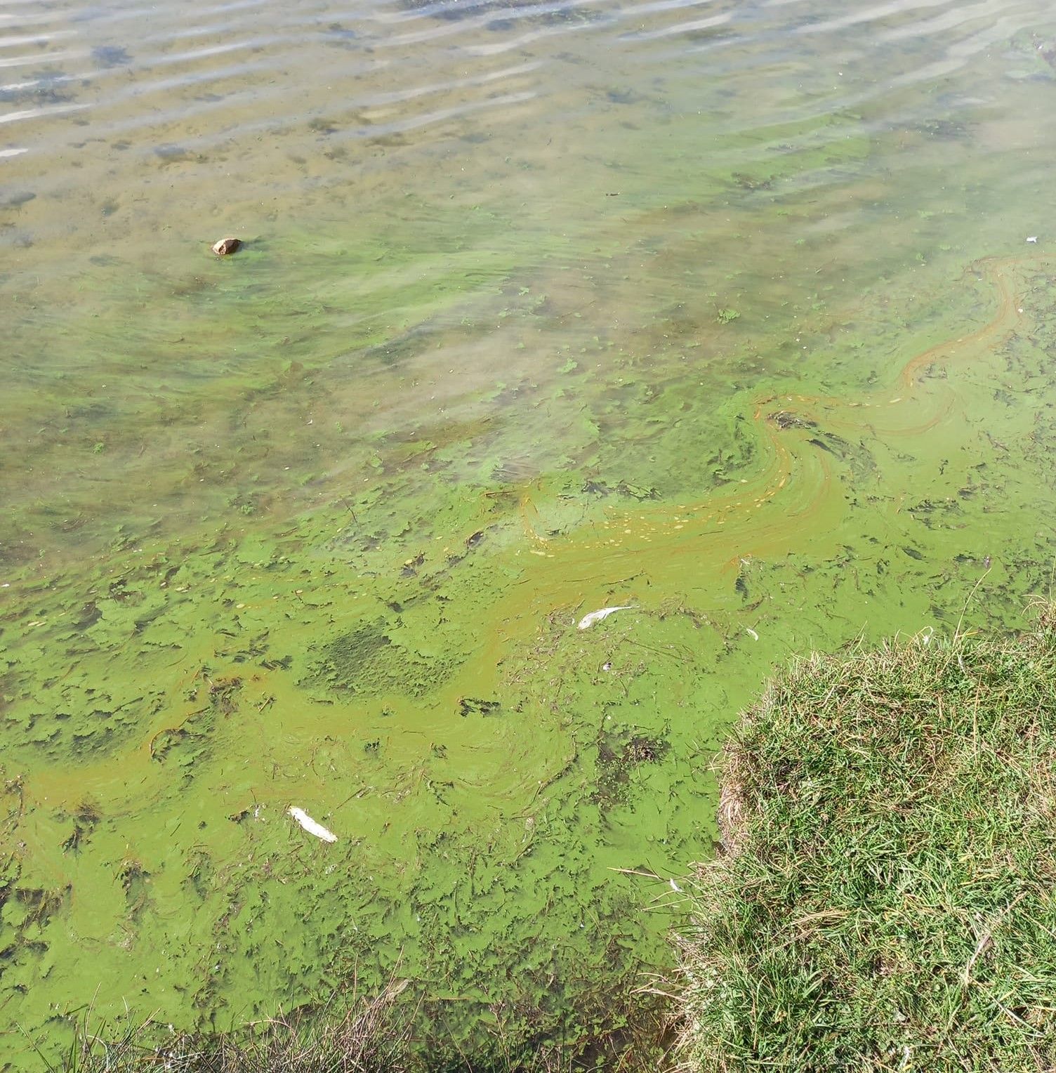 Warning: blue-green algae at Pen y Fan pond