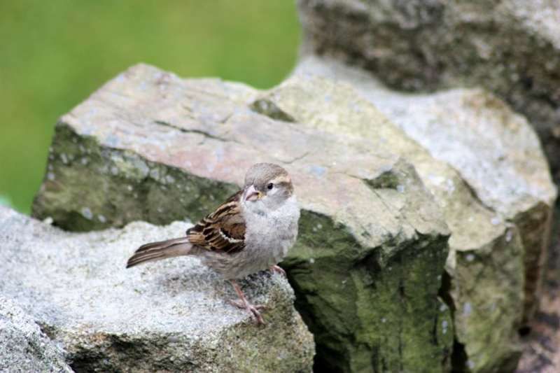 Wildlife: Let’s support our squabbling sparrows