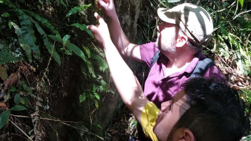 Edge Hill botanists in mission to save Honduras ferns