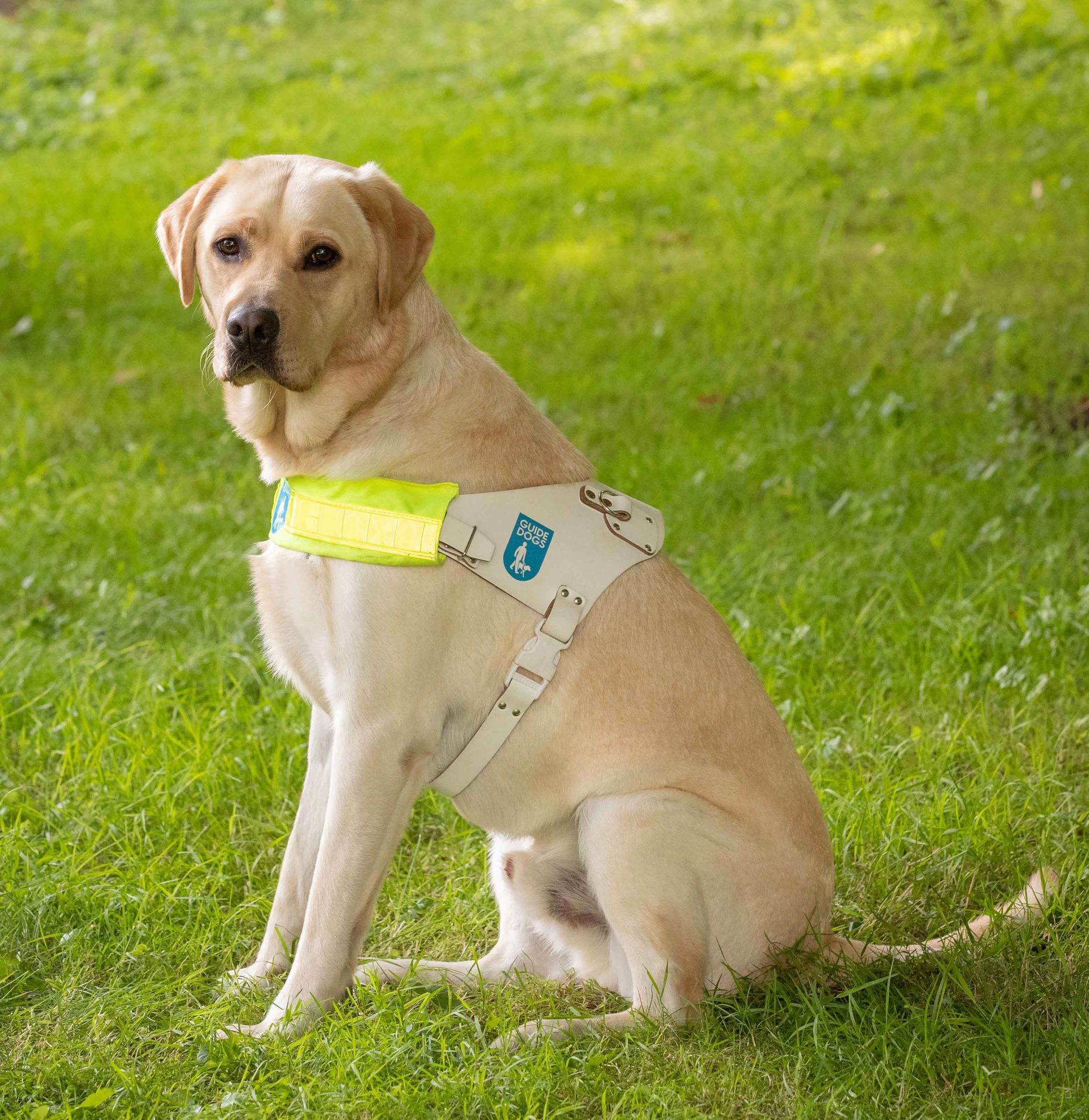 Sunderland fundraisers raise £13k to fund Guide Dog Jay's working career