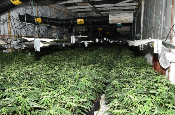 ICO backs police over FOI refusal to say how many plants were at Runcorn cannabis farm