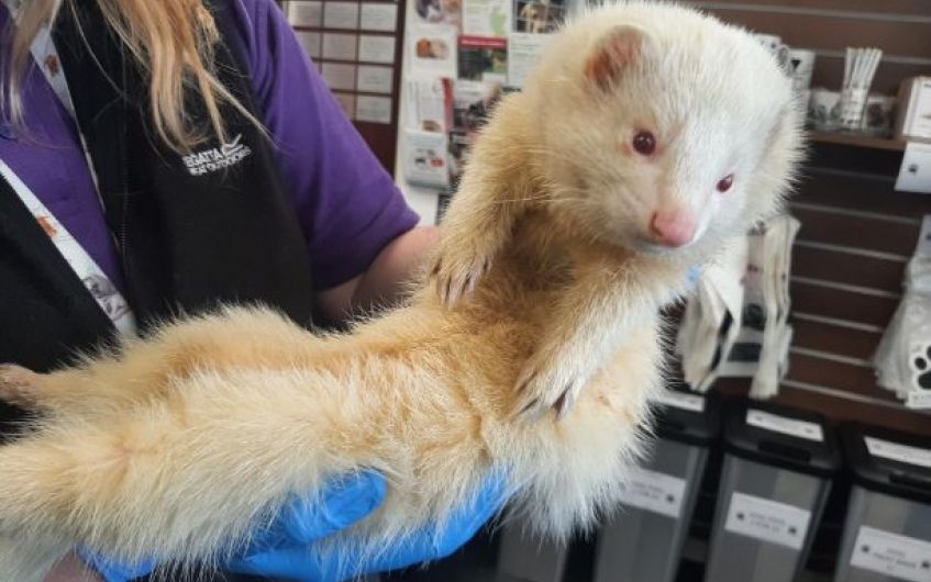 Straying Ayrshire ferret needs new home