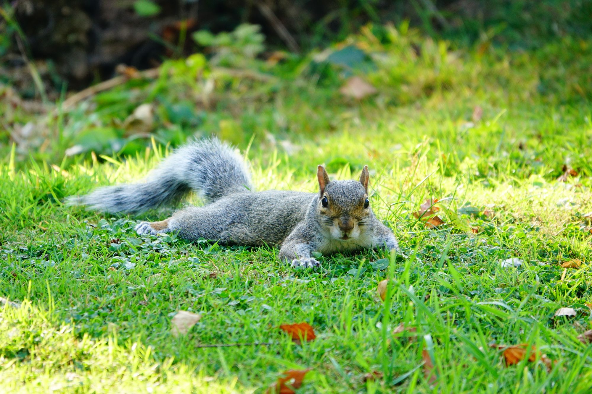 Scene By You: This week's pictures taken from across Crewe