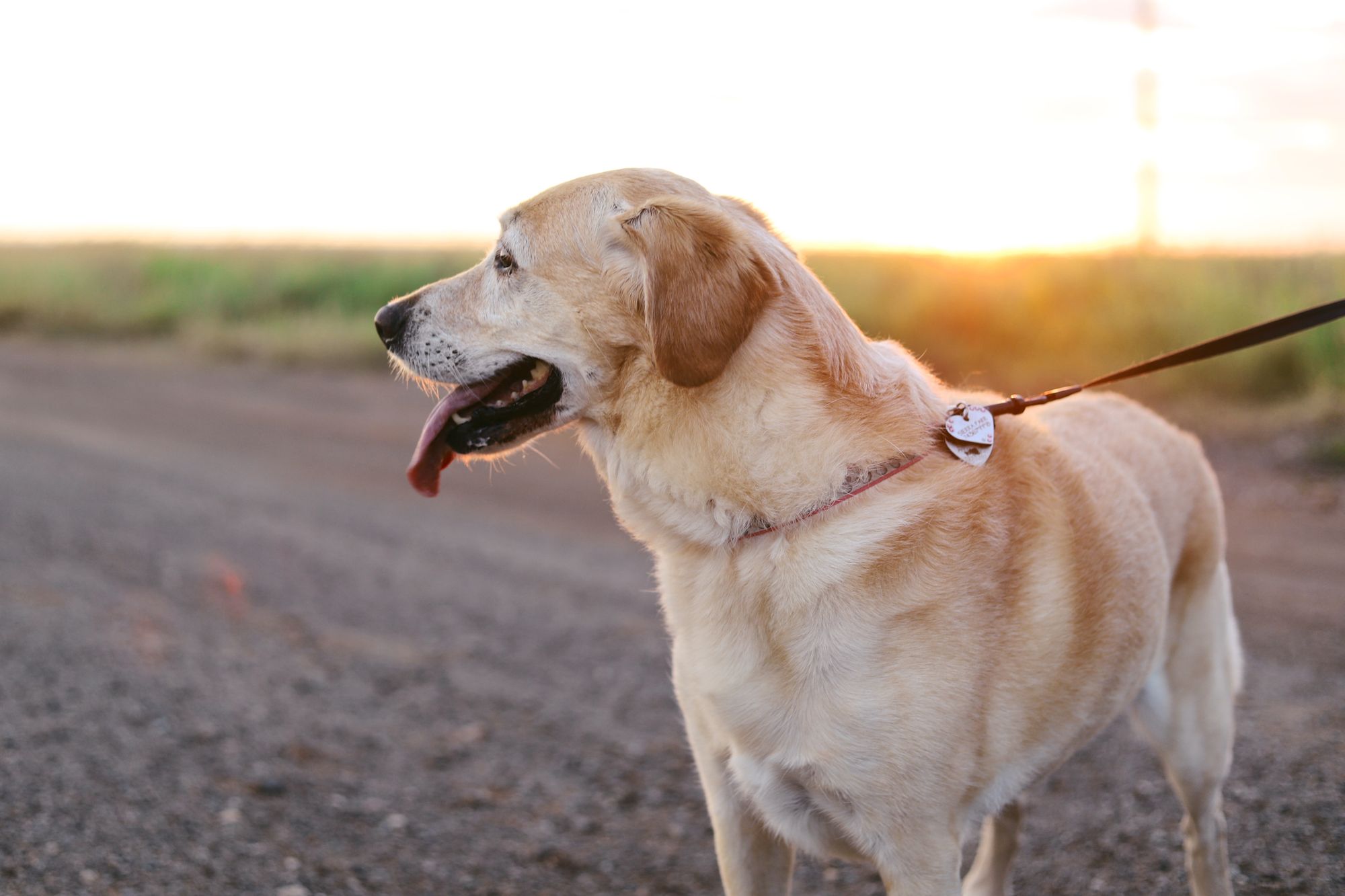 Specsavers helping to change the lives of deaf people with dog walk in Manchester