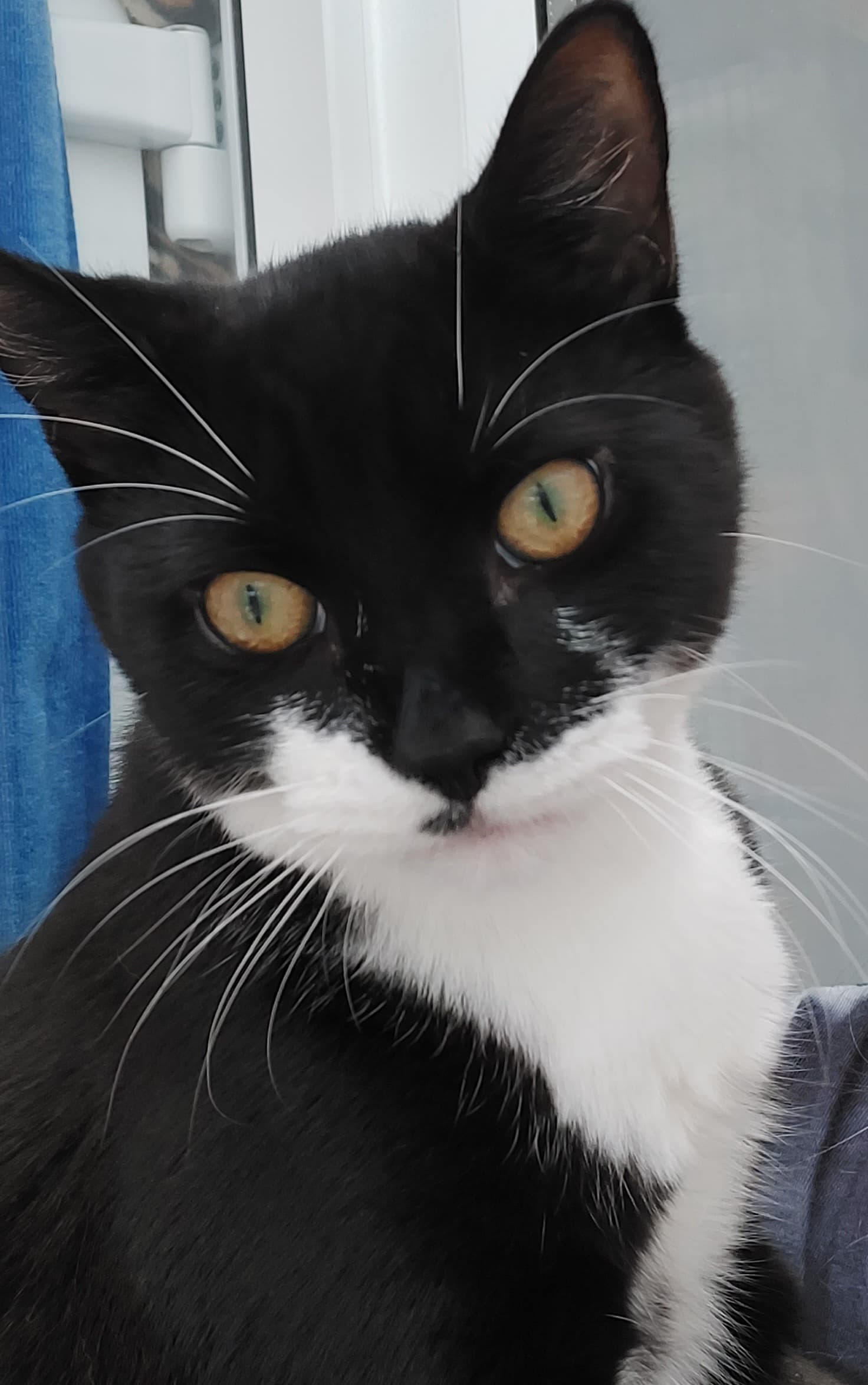 Moggy Matchmakers: Do you have the right home for Erik?